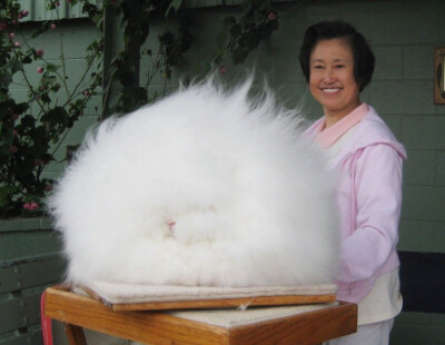安哥拉兔(angora)是世界著名的毛用型兔品种,长毛兔的一种.