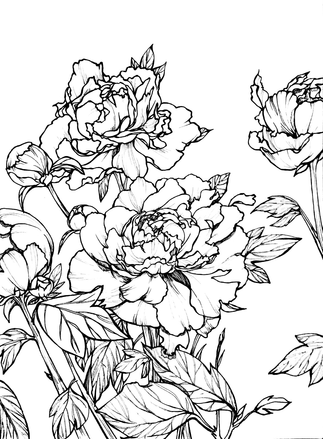 近期手绘植物花卉作业,牡丹.(原照片源自网络,二次创造)