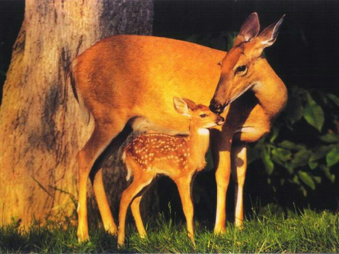 母爱·鹿