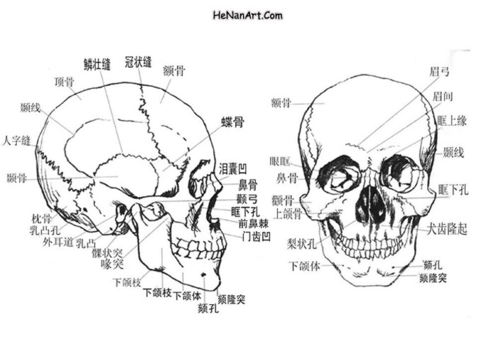 素描头骨结构图