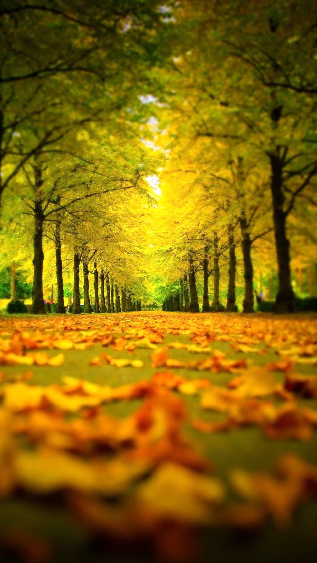 秋天是落叶的季节