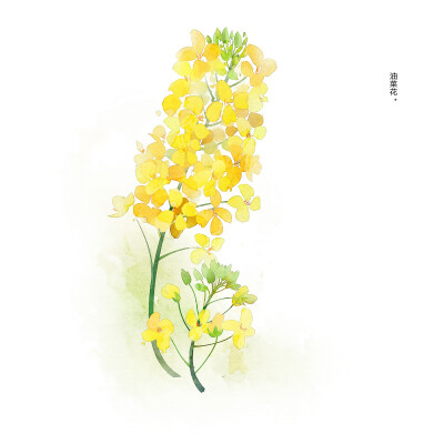 花草,水墨,封面,淡雅,唯美,插画,古风