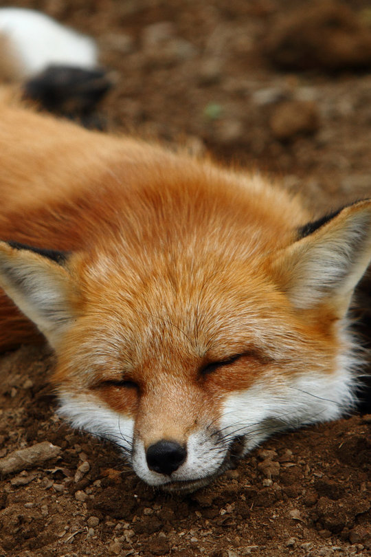 睡梦中微笑的狐狸～红狐