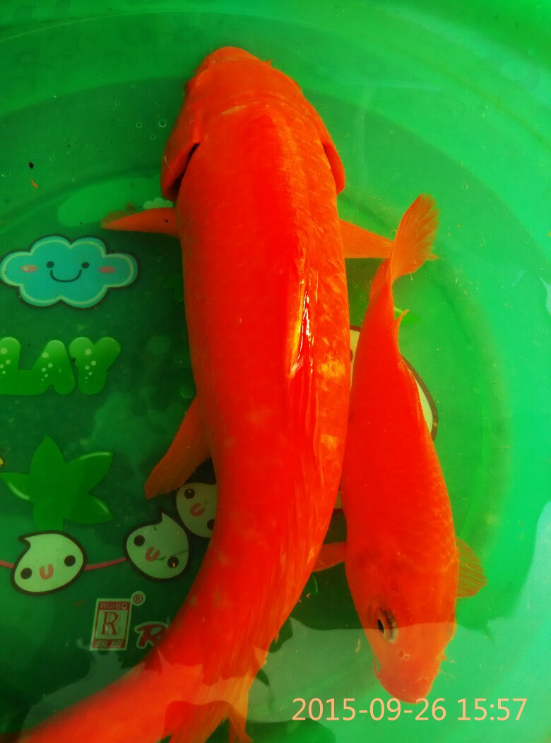 鲤鱼