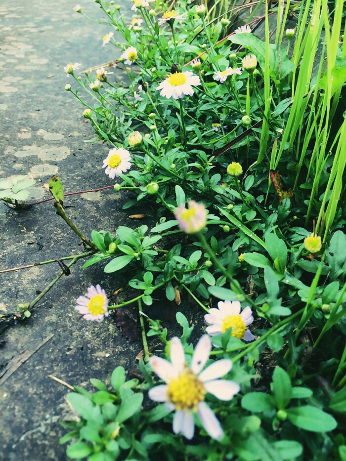 路边的野花不要采.