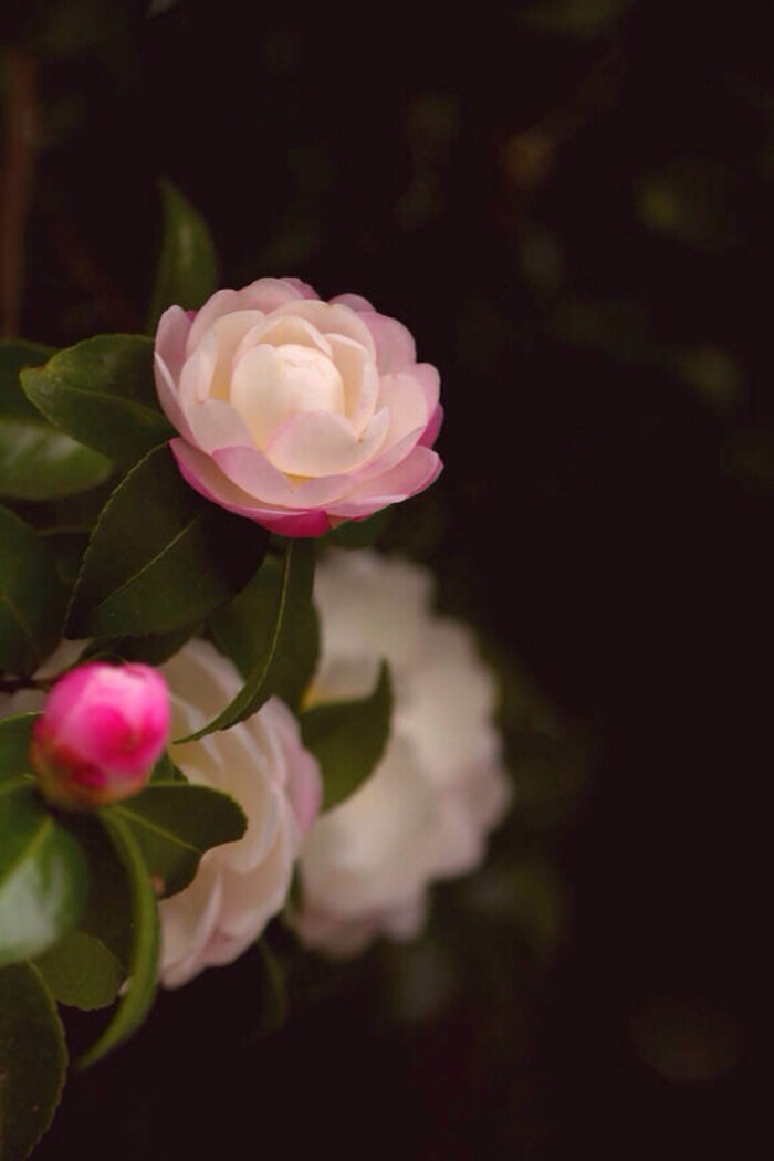 茶花(学名:camellia japonica l.