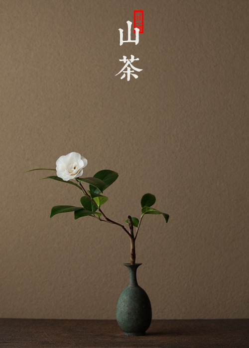 茶花(学名:camellia japonica l.