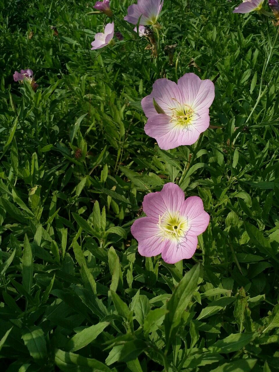 美丽月见花