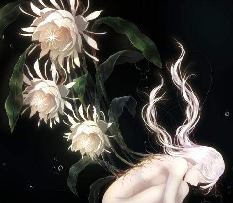 【pixiv】 #p站#动漫#二次元#绽放的花#少女