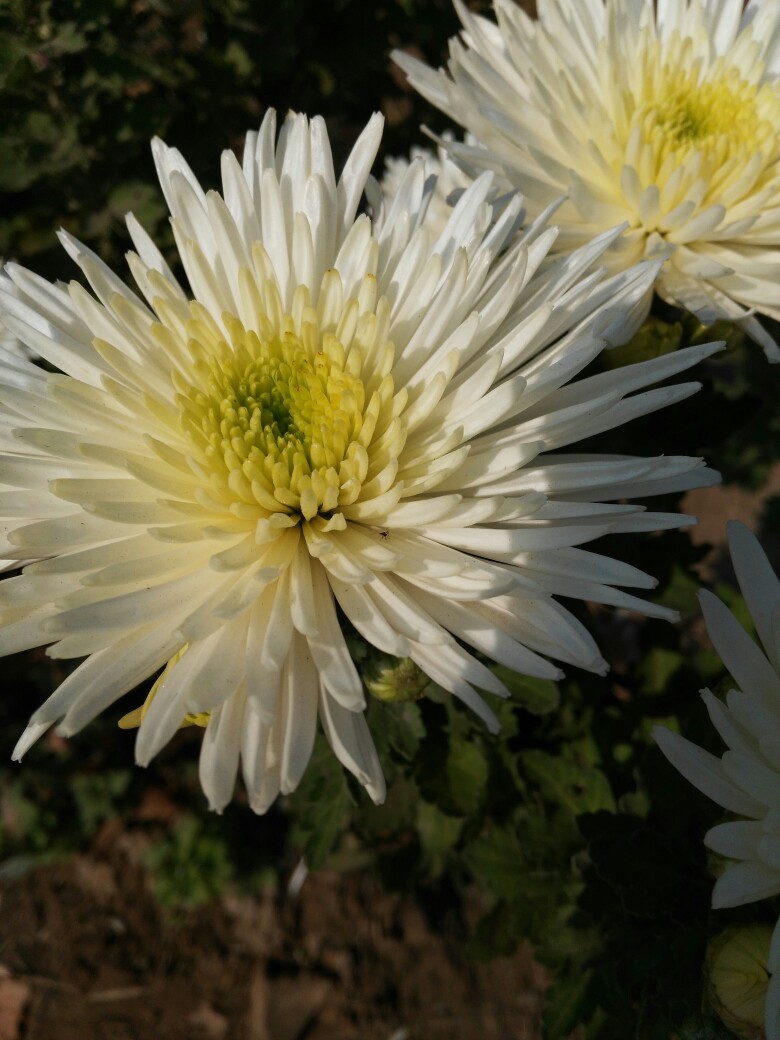 九月菊花