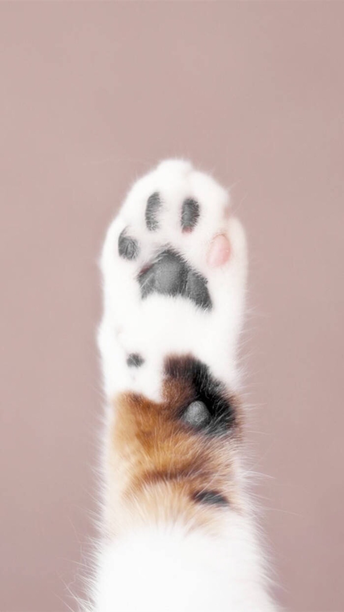 猫咪 肉垫 可爱 iphone壁纸 小清新