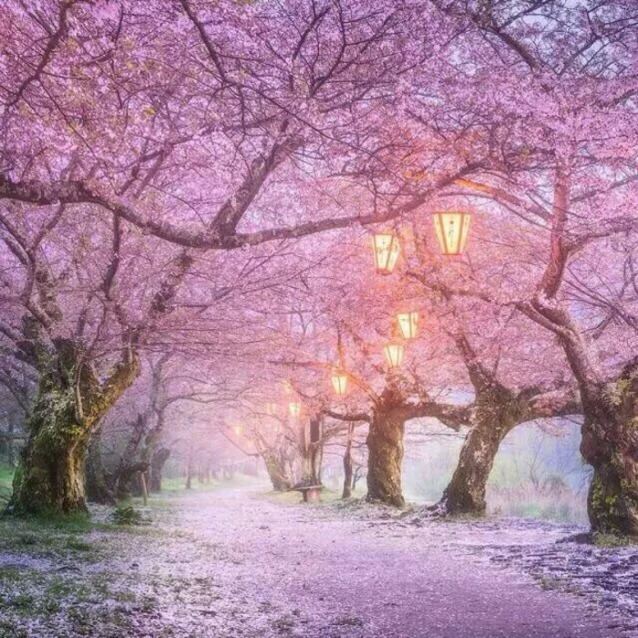 粉红色 少女心 屏保 壁纸 萌萌哒 鲜花 日本樱花公园