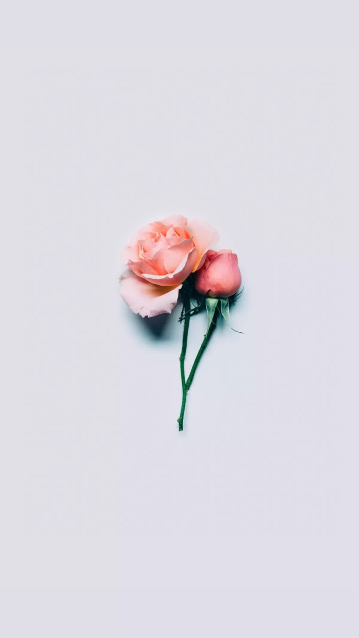 一枝花 