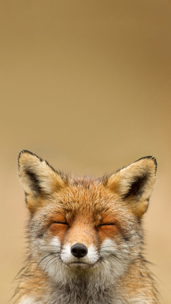 微笑的狐狸.