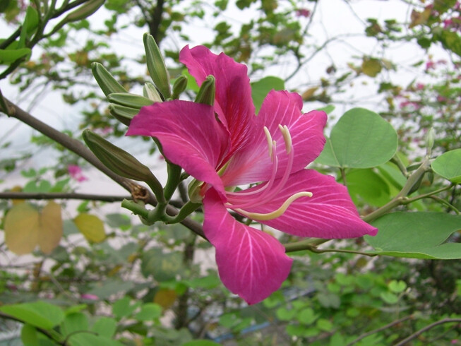 洋紫荆,红花羊蹄甲