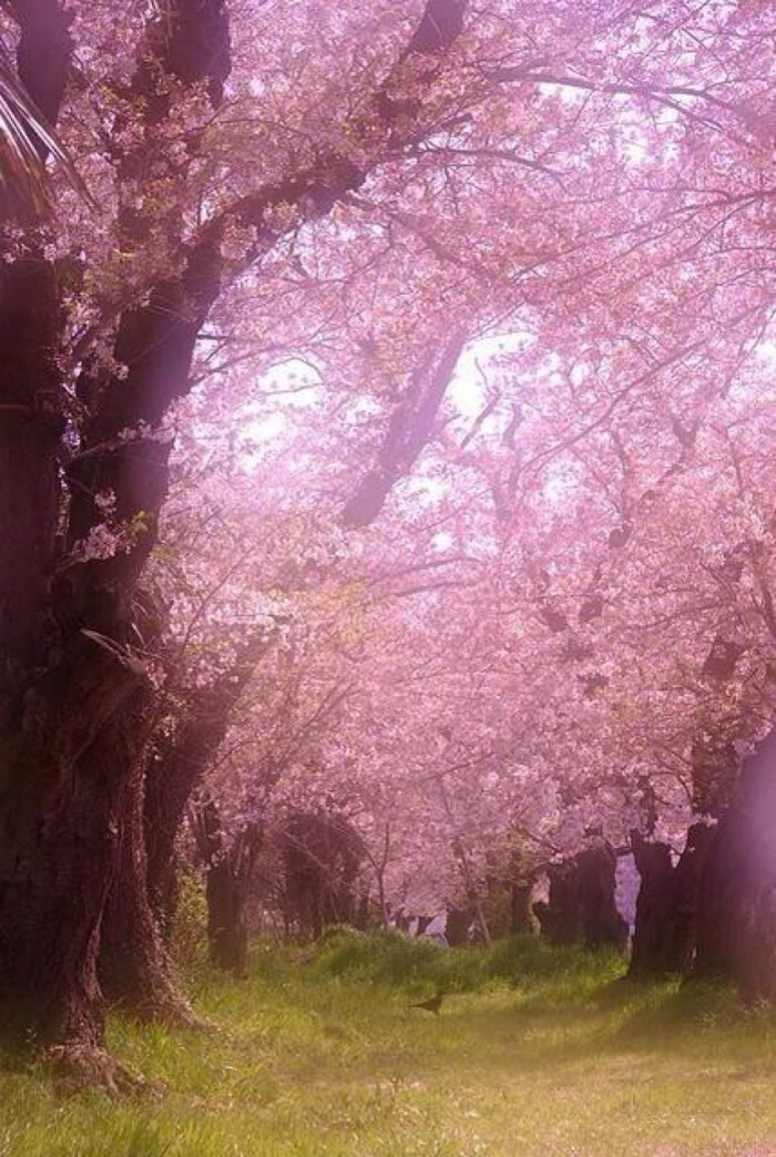 最美的时光在路上 唯美 背景 壁纸 花朵绿叶落叶 粉色樱花