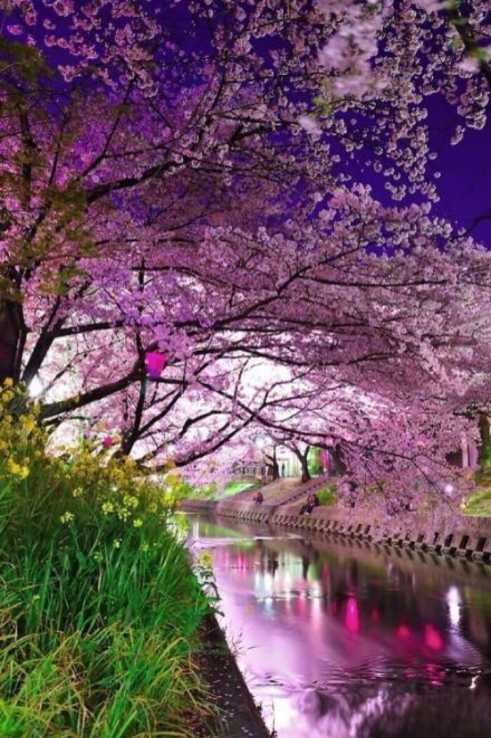 最美的时光在路上 唯美 背景 壁纸 花朵绿叶落叶 河畔粉色樱花
