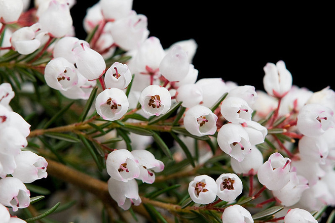 挪威的国花:欧石楠(学名:erica)是指杜鹃花科欧石楠属的植物.