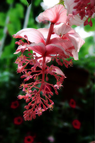 宝莲花株形优美,灰绿色叶片宽大粗犷,粉红色花序下垂,是野牡丹科花卉