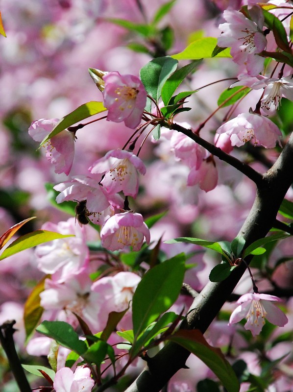 冬樱花,日本夏季的应景花,原产于中国,…-堆糖
