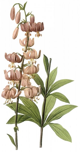手绘百合(百合是百合科百合属多年生草本球根植物,主要分布在亚洲东部