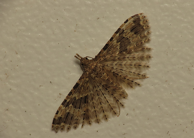 翼蛾科这个奇葩,在英语里称为多羽蛾(many-plumed moth),该科飞蛾的