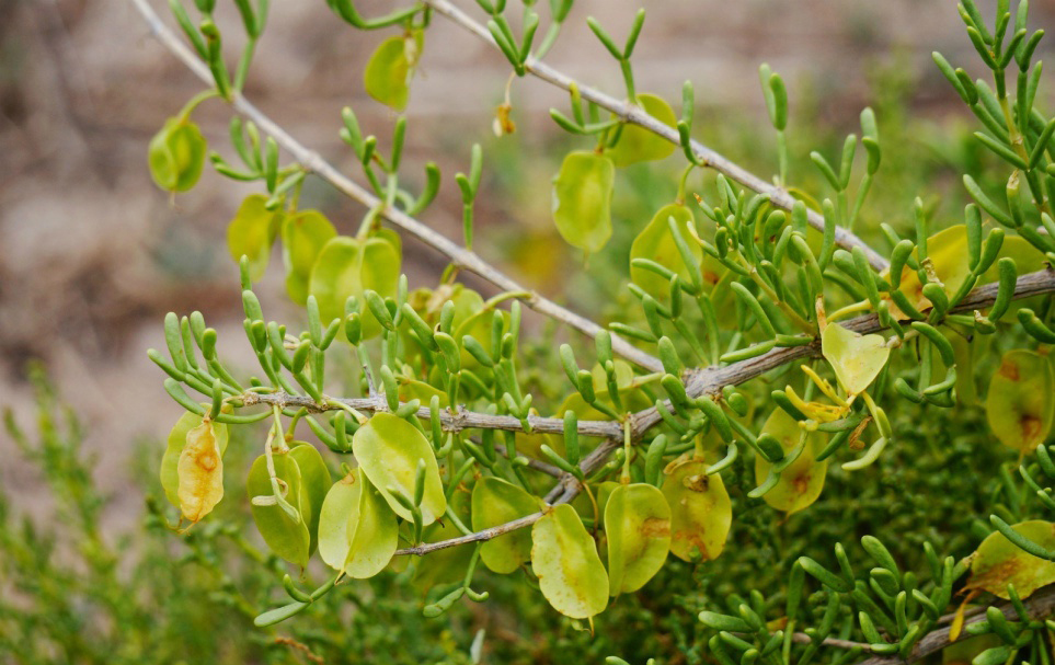 zygophyllum xanthoxylon 霸王,蒺藜科驼蹄瓣属.
