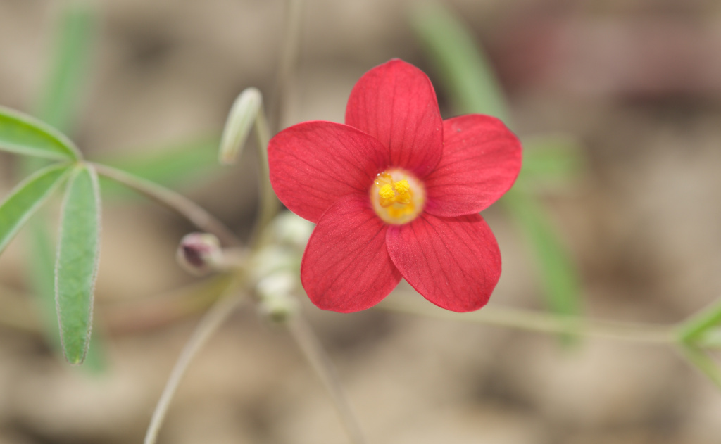 oxalis helicoides ,酢浆草科酢浆草属.