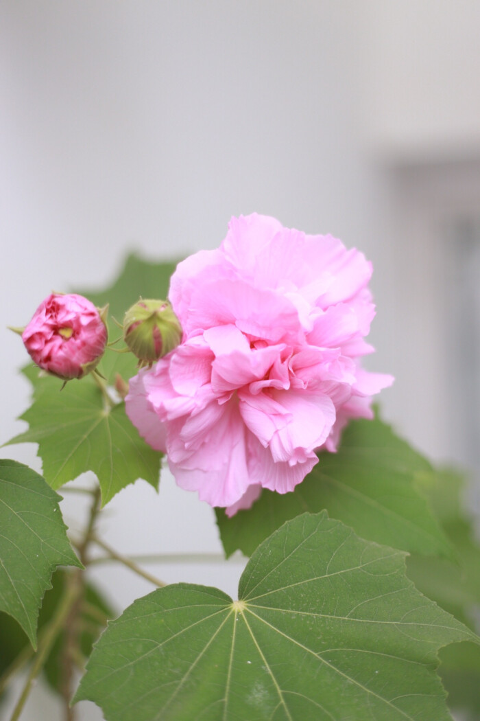 木芙蓉开了几朵花,听说可以炒鸡蛋吃