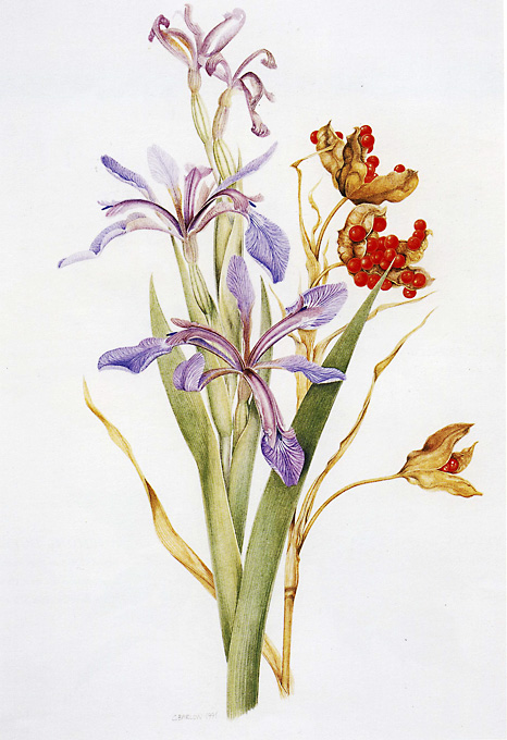 stinking iris: iris fortidissima 鸢尾花 watercolor on paper 425