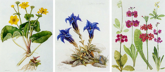 植物科学画艺术