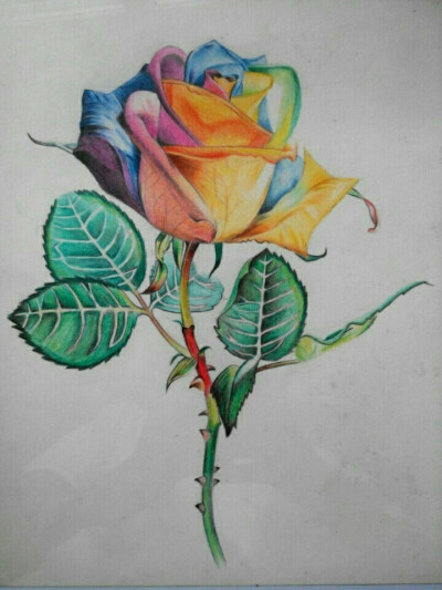 彩铅手绘七色玫瑰花