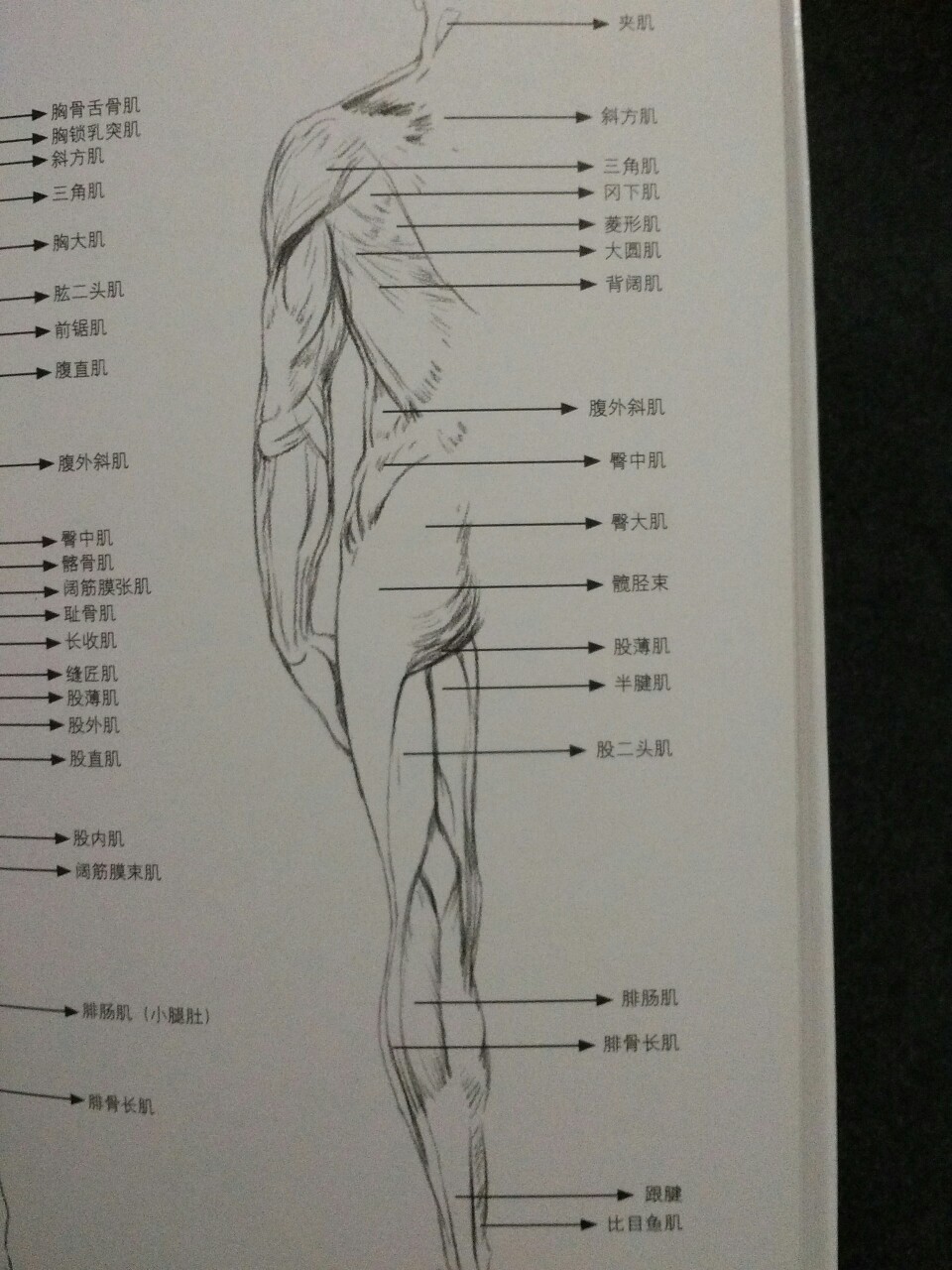 素描 绘画 新手入门 61 (人体肌肉背面.)