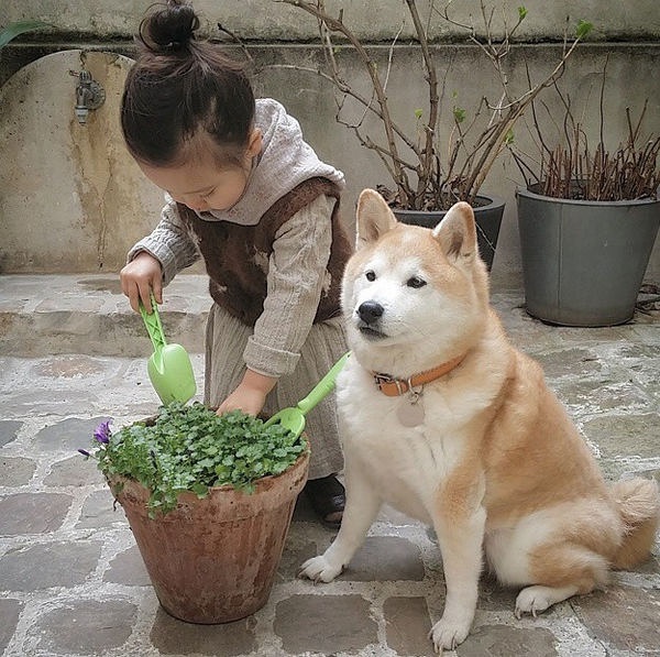 小萝莉 柴犬 宝宝 萌宝 娃娃 小孩 狗狗 宠物 儿童 萝莉 卖萌 可爱