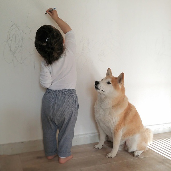 小萝莉 柴犬 宝宝 萌宝 娃娃 小孩 狗狗 宠物 儿童 萝莉 卖萌 可爱