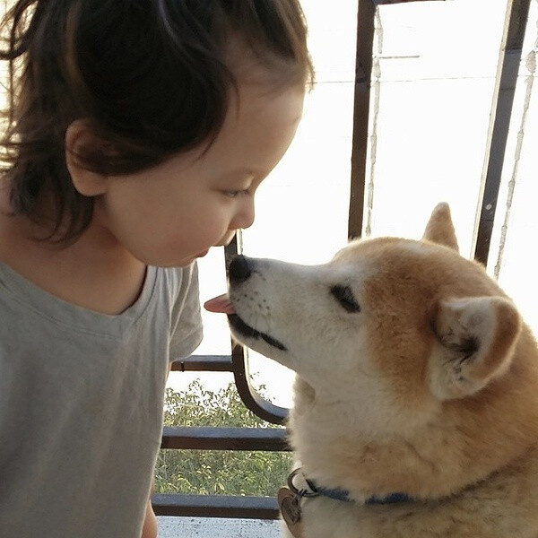 小萝莉 柴犬 宝宝 萌宝 娃娃 小孩 狗狗 宠物 儿童 萝莉 卖萌 可爱