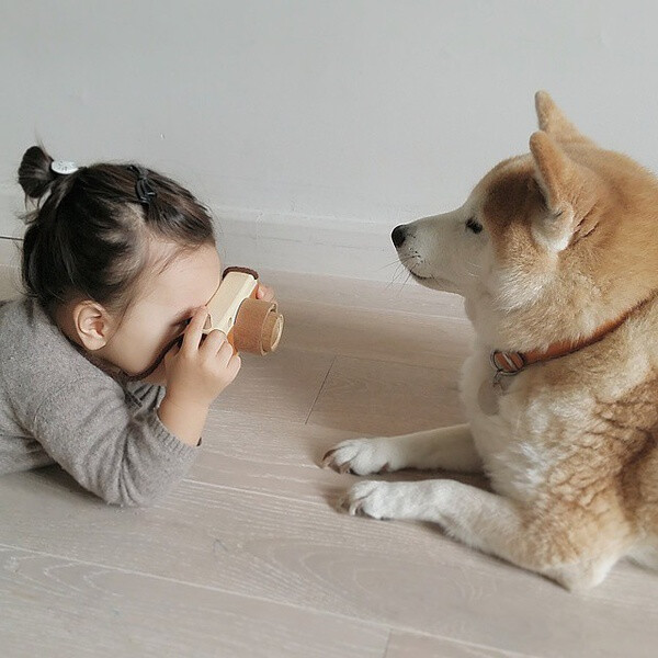 小萝莉 柴犬 宝宝 萌宝 娃娃 小孩 狗狗 宠物 儿童 萝莉 卖萌 可爱