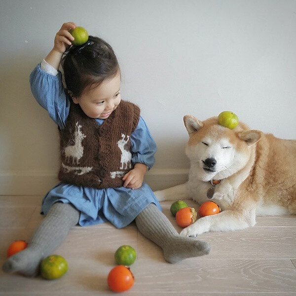 小萝莉 柴犬 宝宝 萌宝 娃娃 小孩 狗狗 宠物 儿童 萝莉 卖萌 可爱