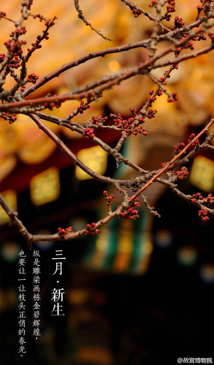三月·新生 故宫【紫禁城】壁纸\/美图\/风景\/高清
