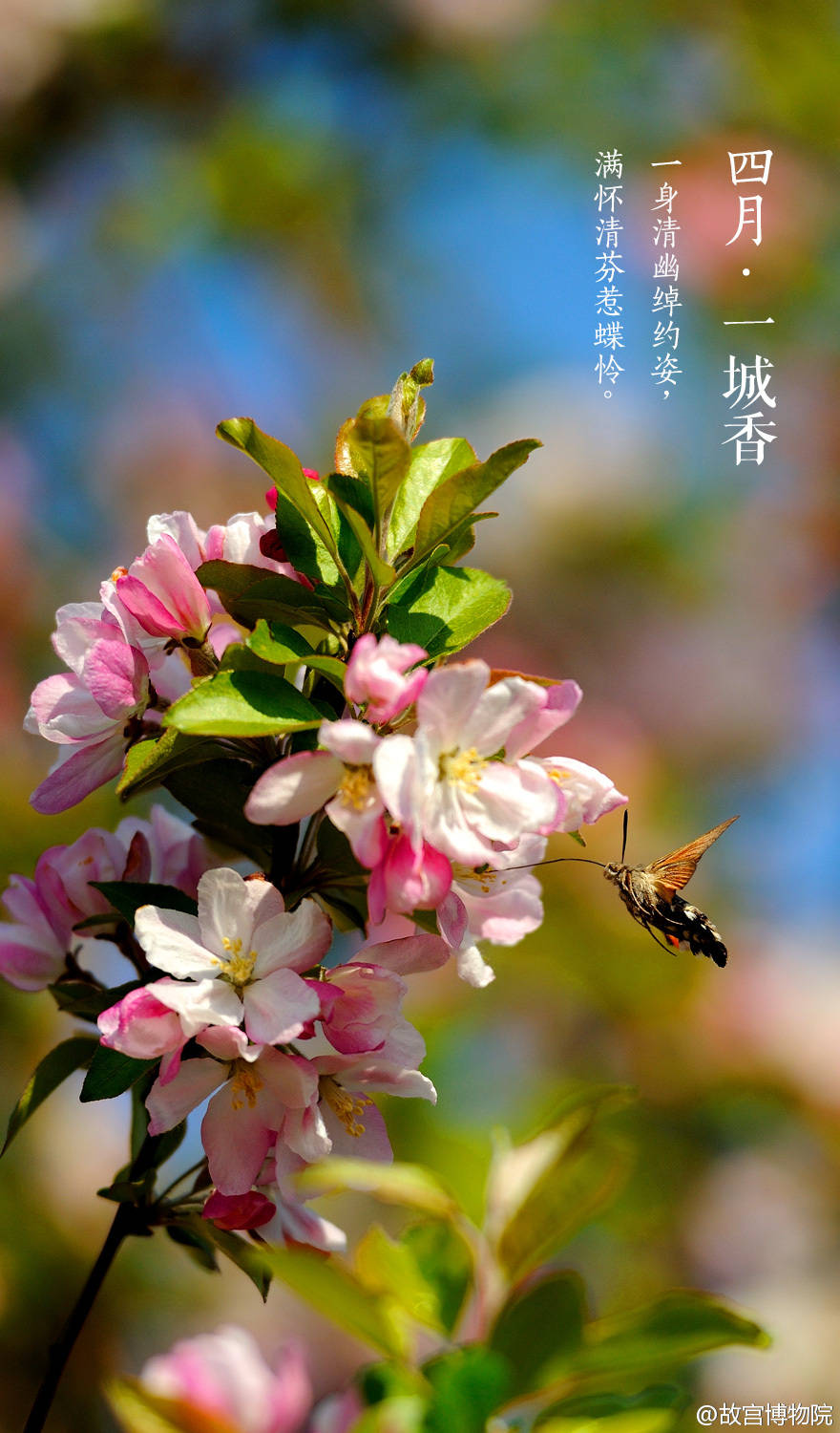 四月·一城香 故宫【紫禁城】壁纸/美图/风景/高清