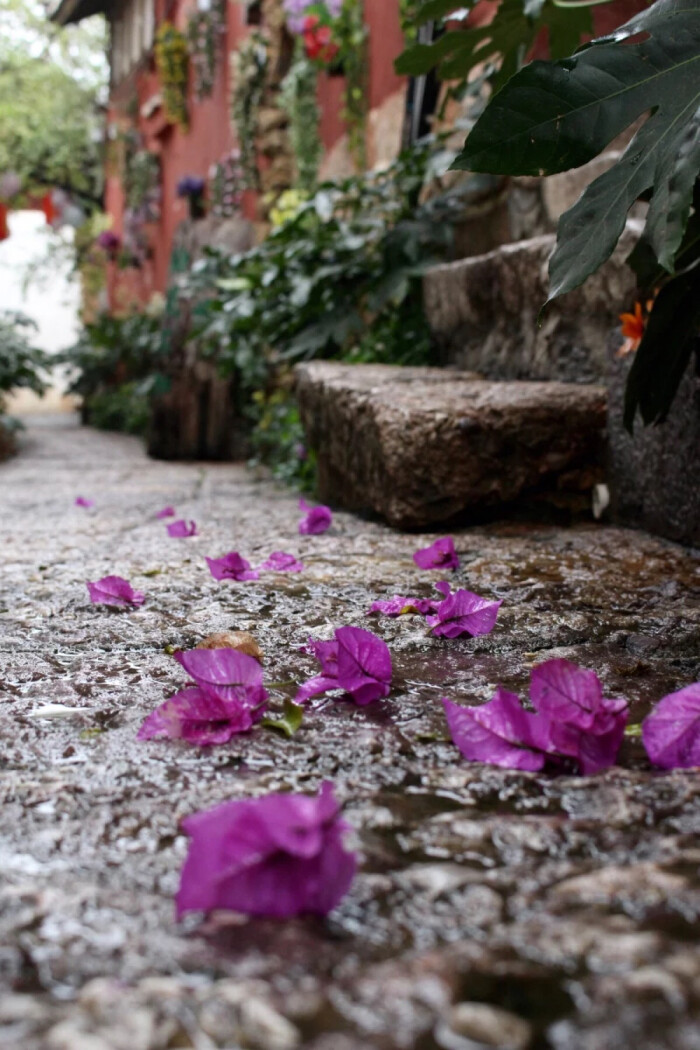 堆糖遇见坚果#微雨后的丽江古城,清净,微凉的石板路,落花,香气四溢的
