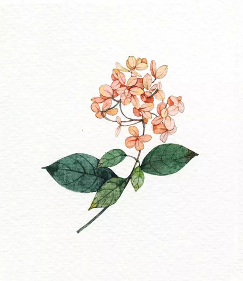 插画,小清新植物,水彩,浅吟