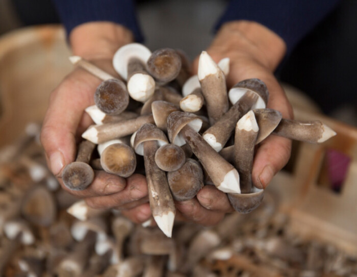 黑鸡枞(cong二声)