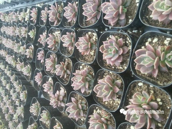 多肉植物 因地卡