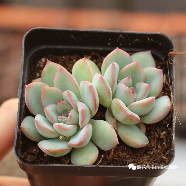 多肉植物 雨燕座