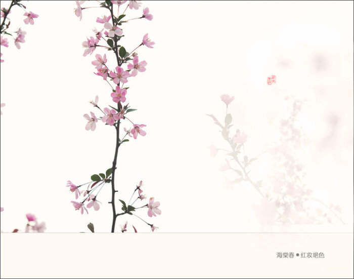 花草 封面 淡雅 唯美 插画