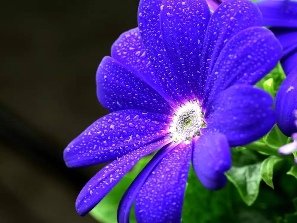 其实瓜叶菊还有罕见的蓝色的,艳丽的蓝色瓜叶菊是笔者十分喜爱的花之