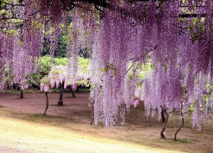 蝶形花科,紫藤属.