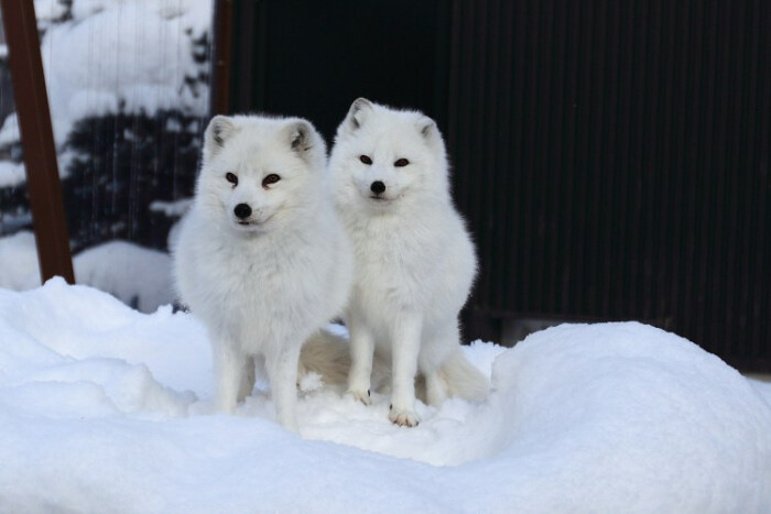 雪狐