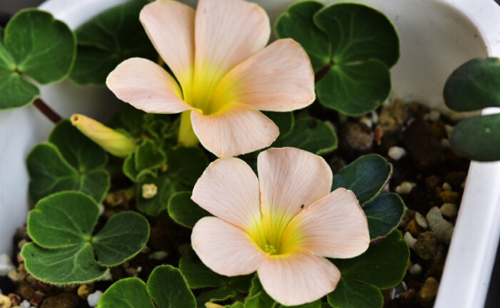 oxalis pulchella var. tomentosa 绒毛丽花酢浆草,酢浆草科酢浆草属.